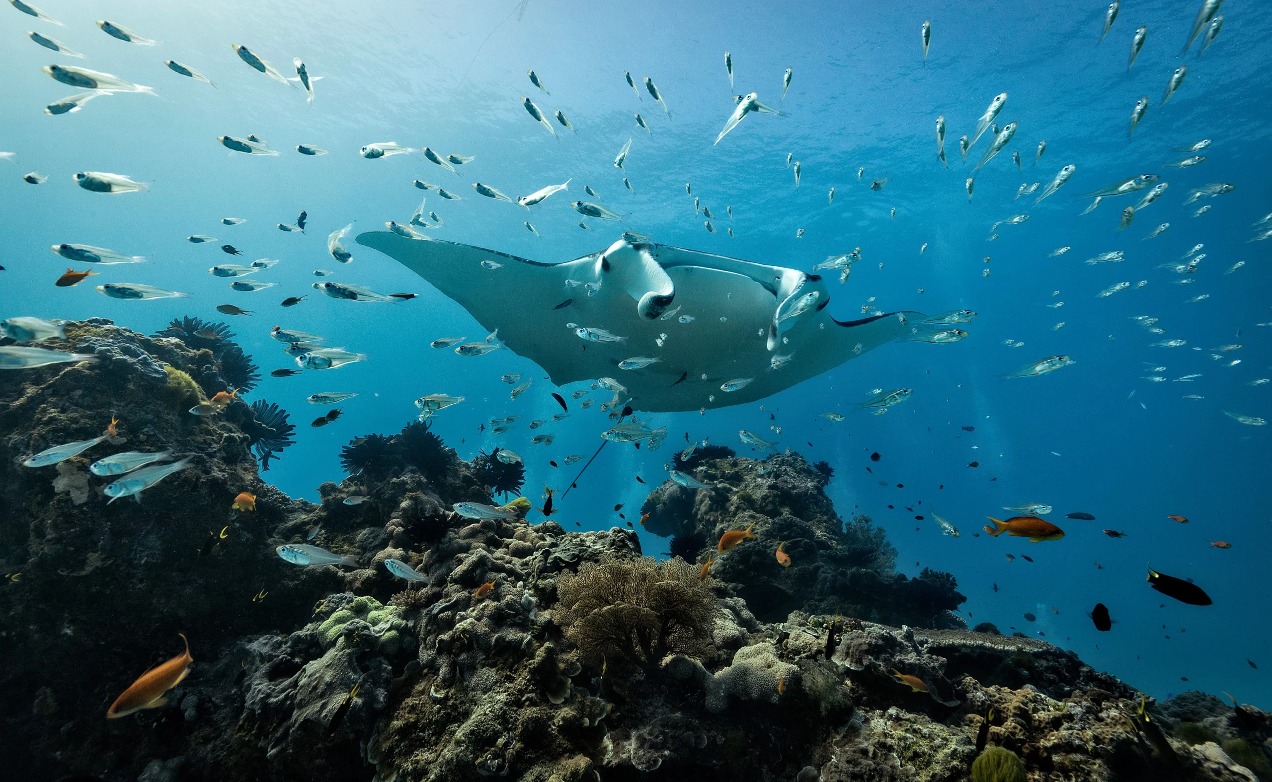 Manta Point Komodo