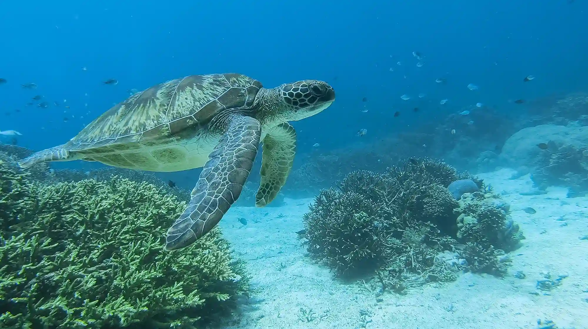 Turtle Point