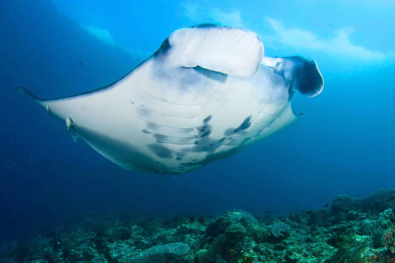 Manta Point