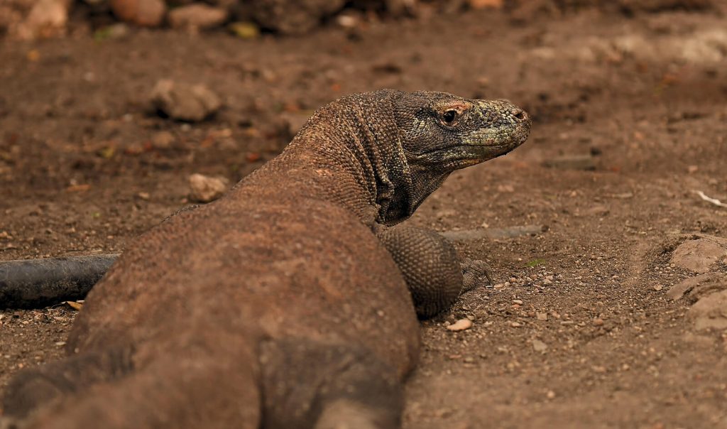 KOMODO (1)