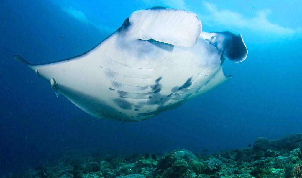 MANTA (1)
